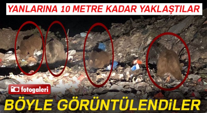 Yanlarına 10 metreye kadar yaklaştılar! Böyle görüntülendiler